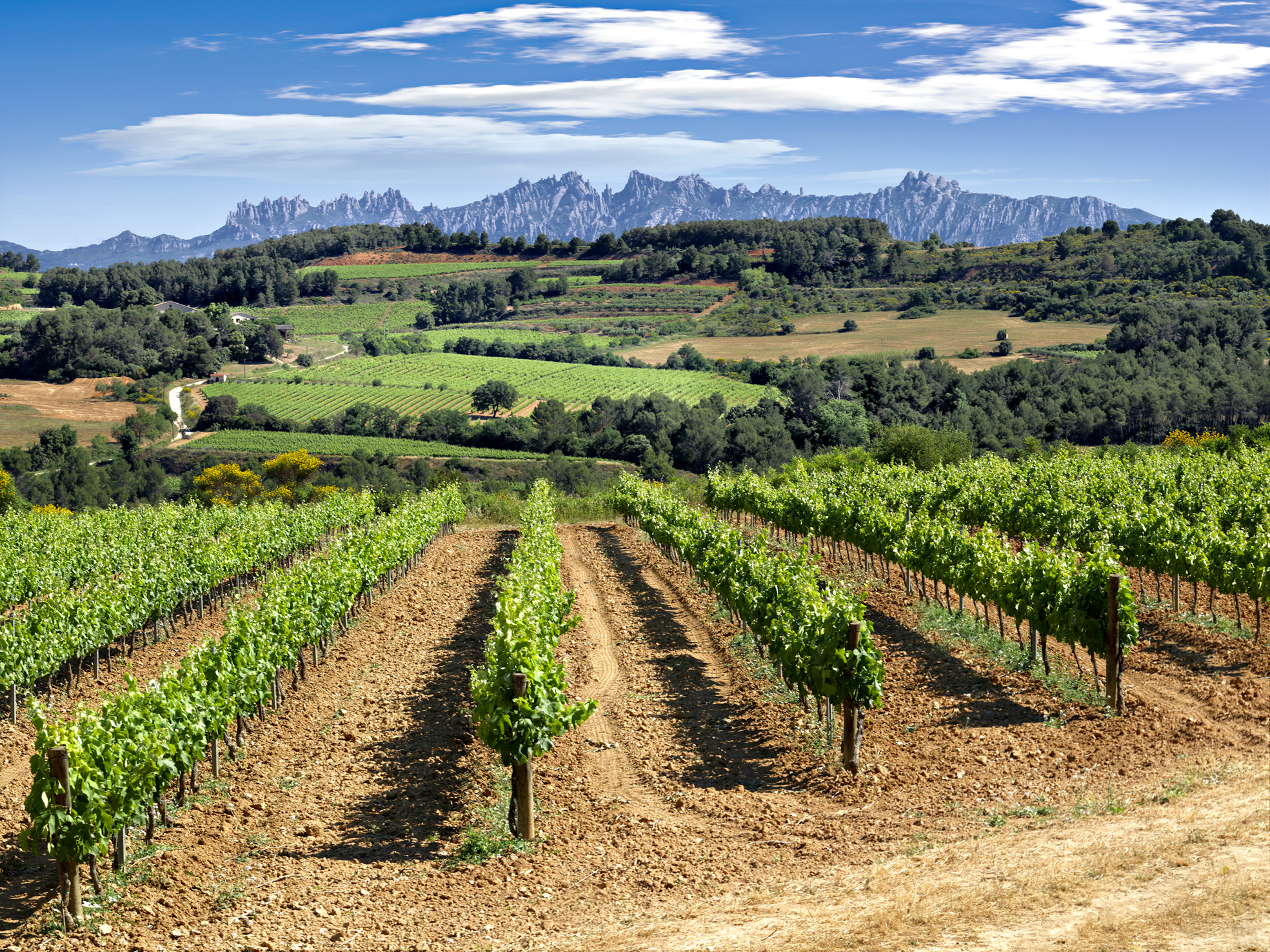 Vinyes on creixen vins catalans