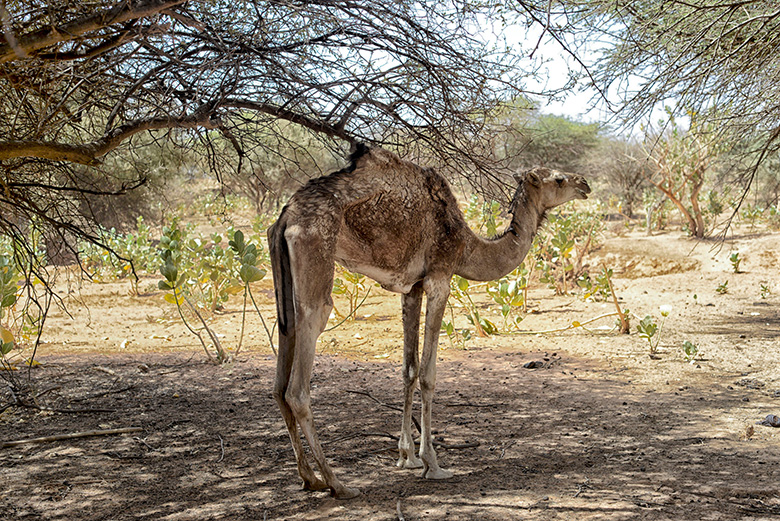 Un camell en estat avançat de desnutrició roman immòbil sota l'ombra d'una acàcia a la regió de Hodh el Chargui, a pocs quilòmetres de la frontera amb Mali