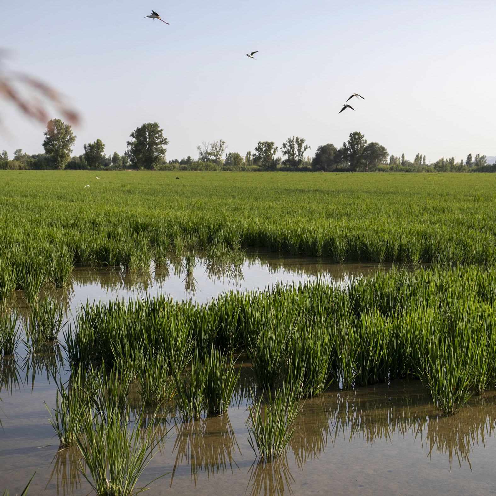 Delta de l'Ebre